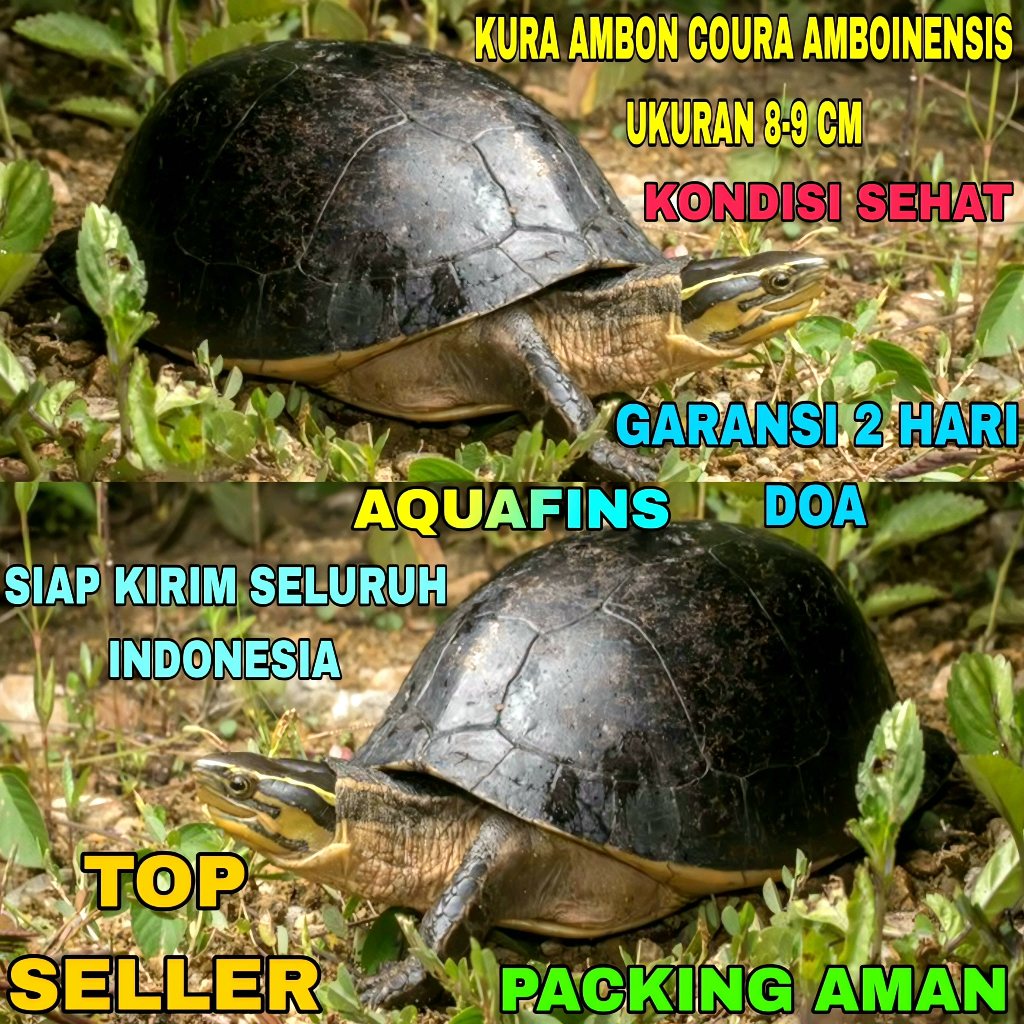 HIASAN KURA AMBON MINI COURA AMBOINENSIS BATOK HITAM SHINY UKURAN 8-9 CM