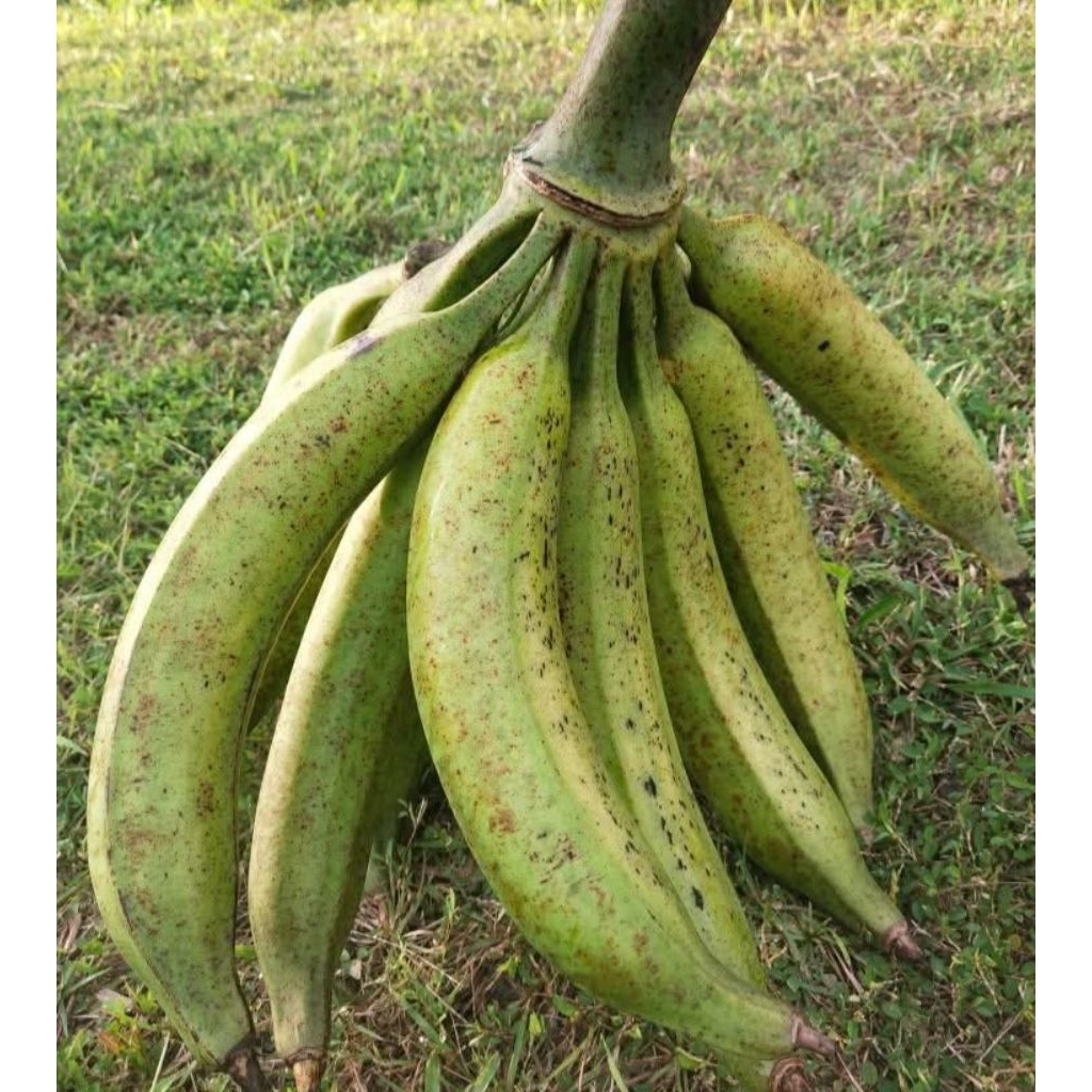 

1 Kg Pisang Tanduk Byar Lokal Gunung Muria