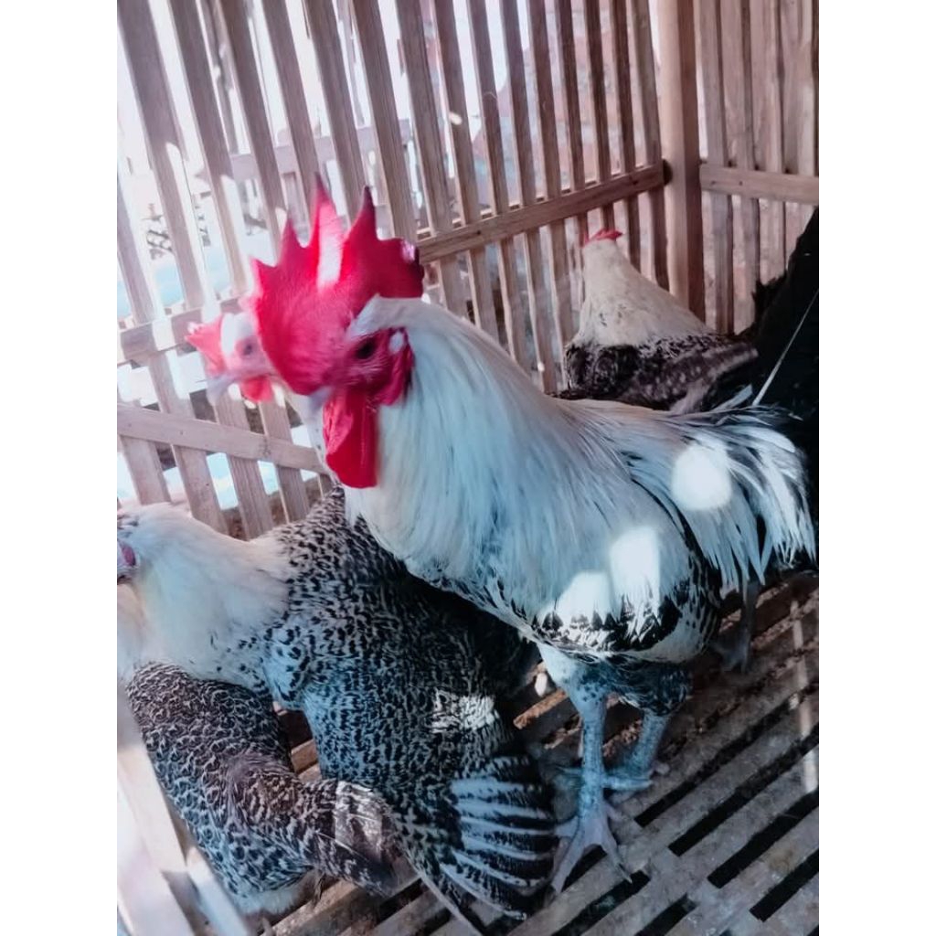 

pejantan ayam arab