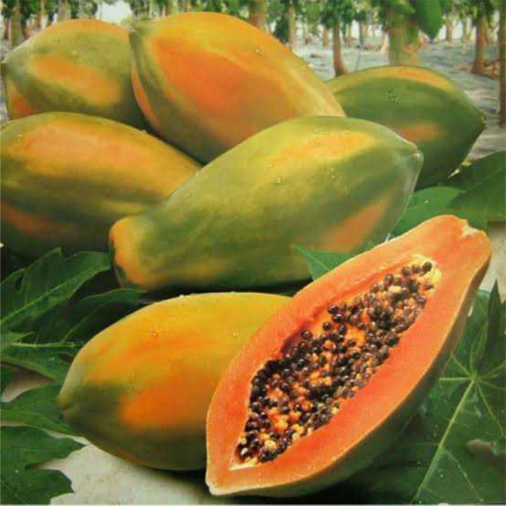 3 Benih Pepaya Bangkok Pepaya Thailand Bibit Benih Biji Pepaya Unggal Aneka Macam Benih Seribuan