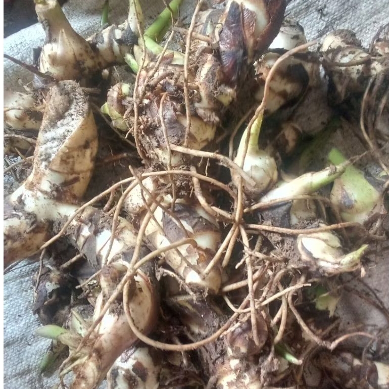 

umbi ganyong/ganyol pulen manis 1 kg