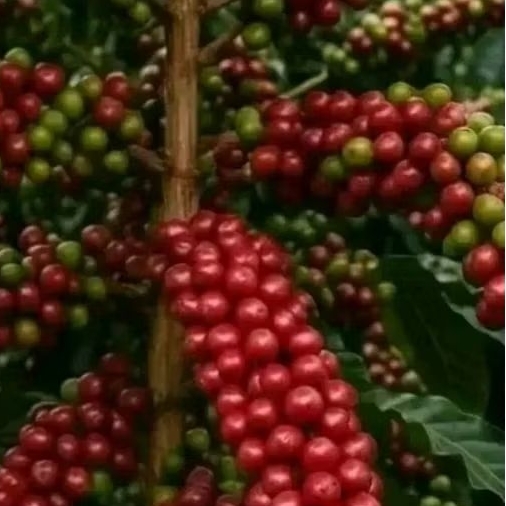 Bibit kopi Arabika Ateng super asli Garut beli 5 gratis 3