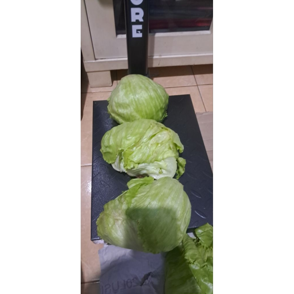 

JUAL LETTUCE 3KG
