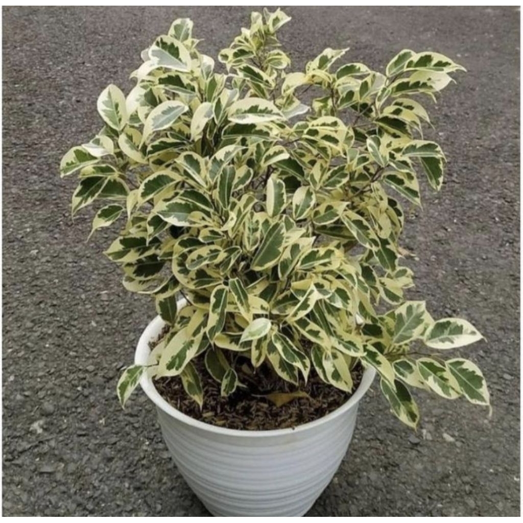 Pohon Beringin Putih Tanaman Hias Bahan Bonsai Beringin Putih Varigata