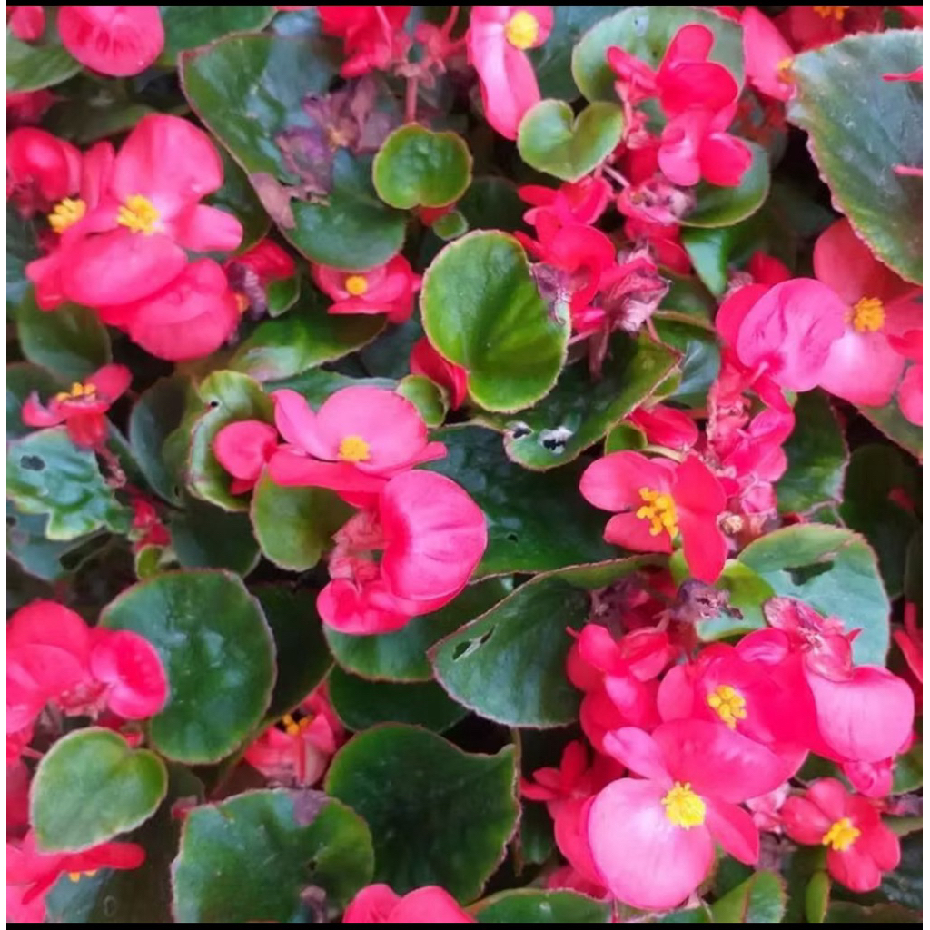 tanaman hias bunga begonia // tanaman bunga begonia