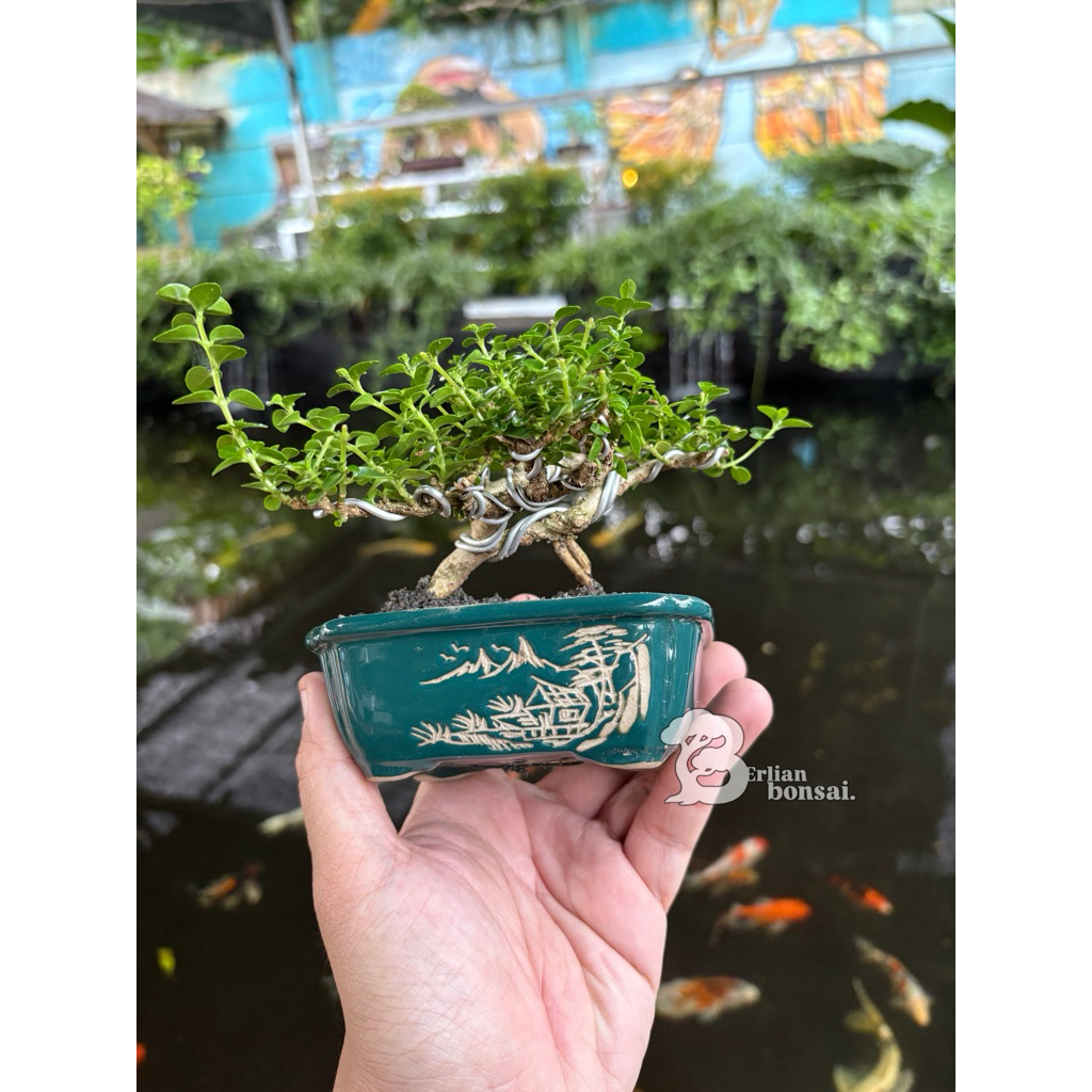 bonsai sancang shito