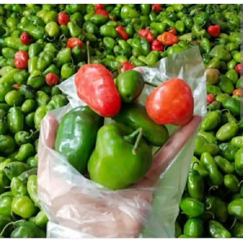 

Cabe gendot fresh bandung 250gr