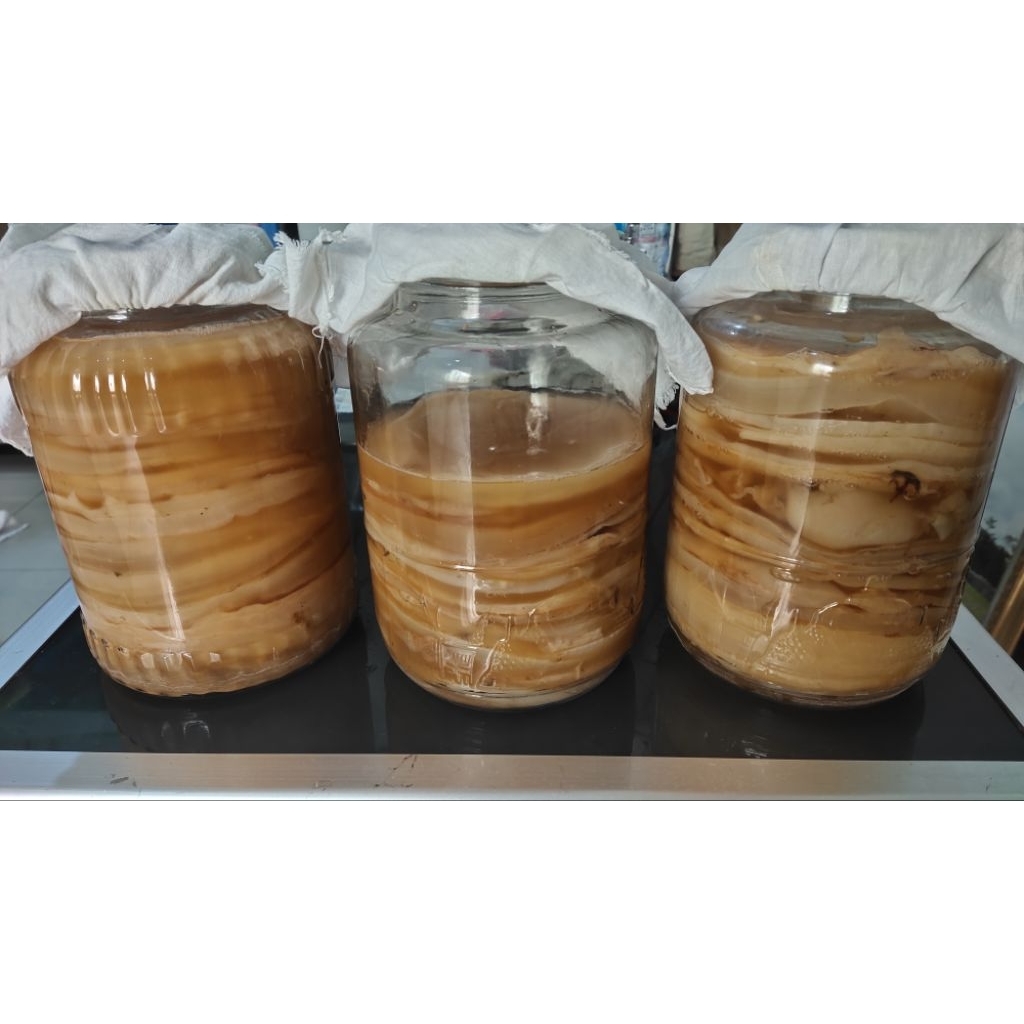 

Adopsi Scoby Kombucha Dari Fermentasi 1 dengan daun teh hijau organic