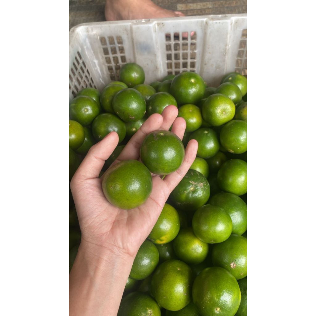 

Jeruk Peras Sonkit jeruk Wedang Jeruk lemon tea jeruk segar dari kebun