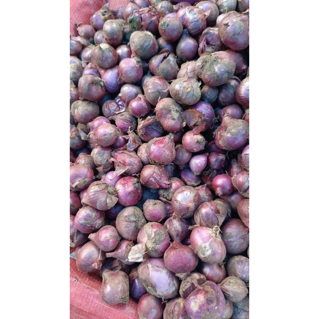 

bawang merah besar Jeneponto