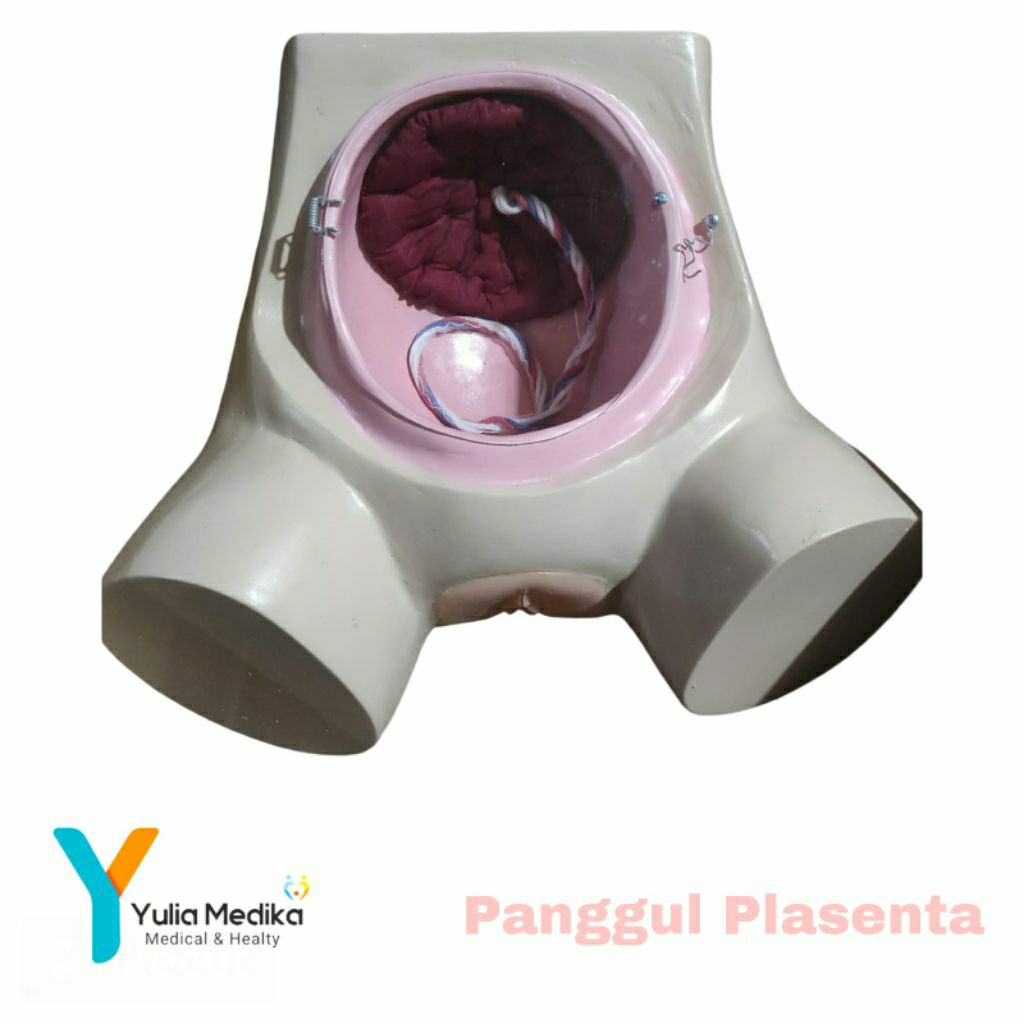 Phantom manikin panggul Plasenta / Phantom manikin manual plasenta