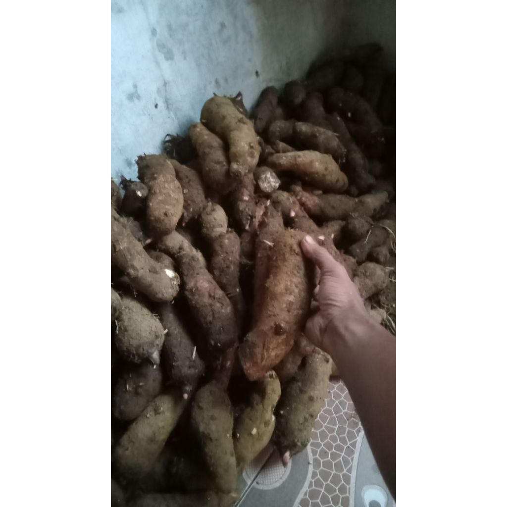 

Talas Belitung Bahan kripik