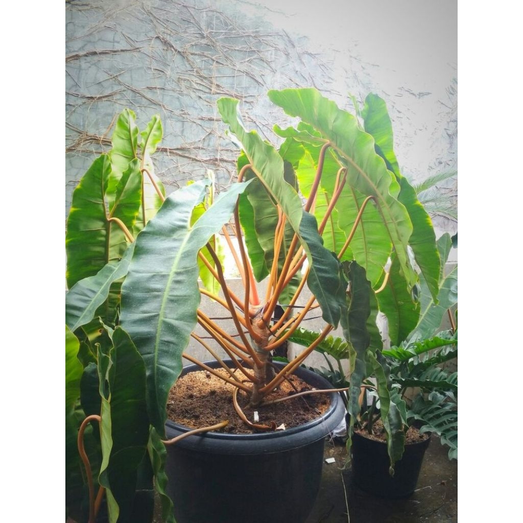 philodendron billietiae kabel busi