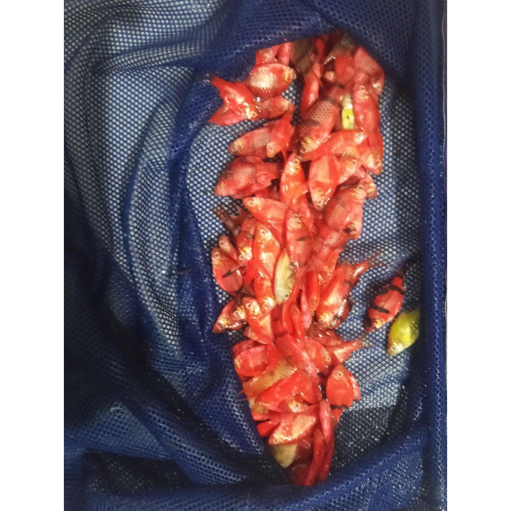 ikan Sumatra glowfish