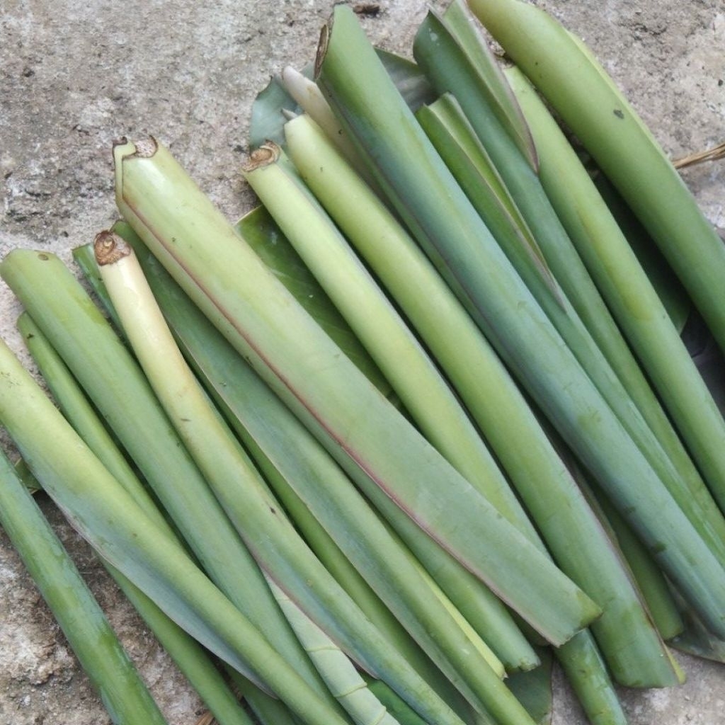 

Talas lompong untuk sayur buntil fresh