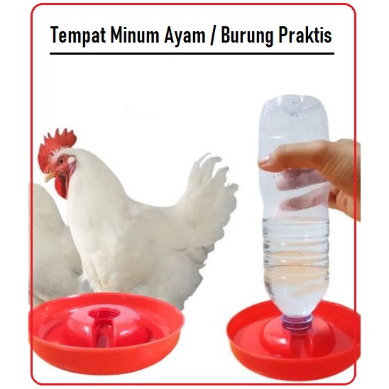 Tempat Minum Ayam / Burung Praktis dan Higienis | Tempat Minum Ayam | Tempat Minum Burung