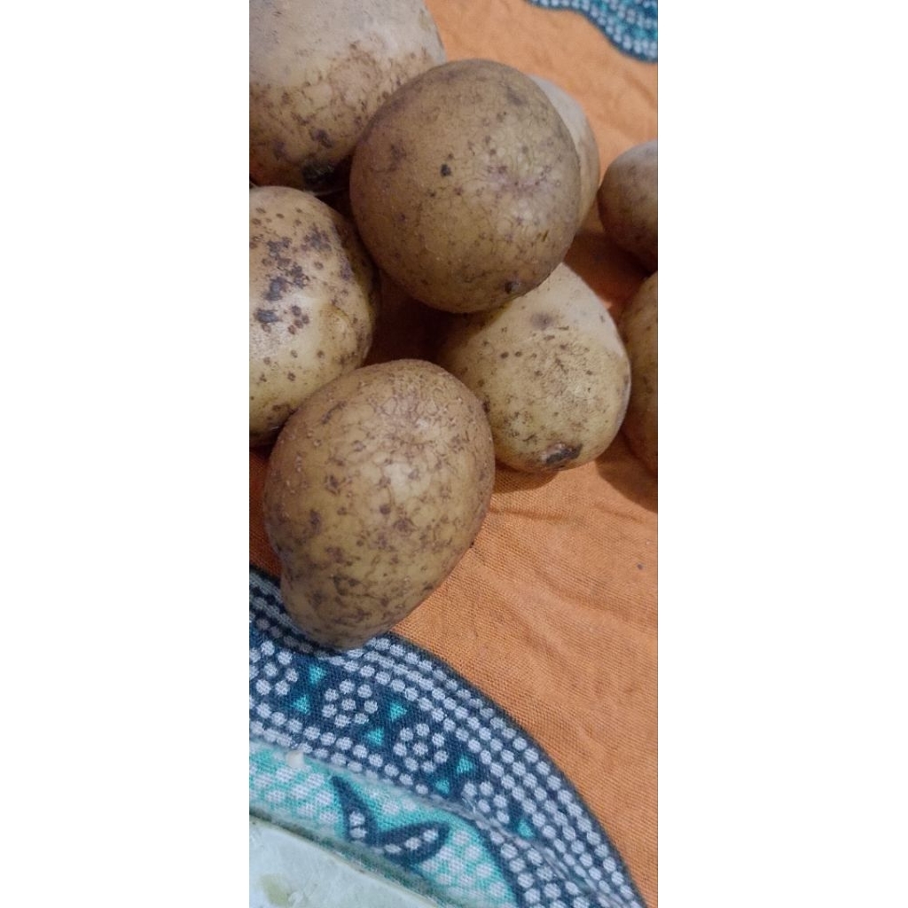 

kentangaslidieng1kglebihtahanlamadanwarnakuningkulitnertekstur