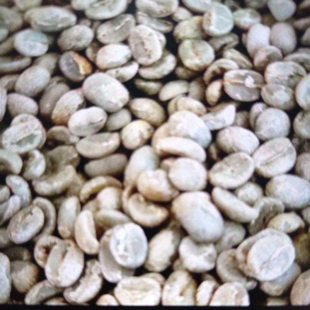 

YUNNAN CATIMOR HONEY 25 GREEN BEANS