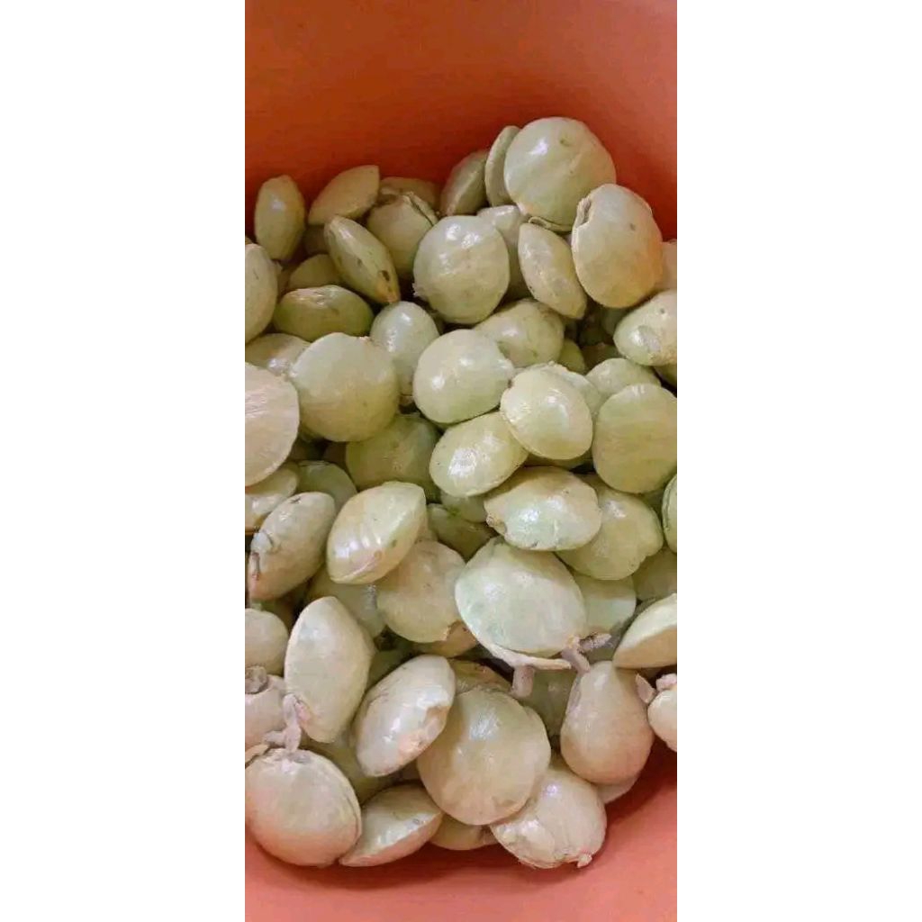 

jengkol muda kualitas terbaik harga termurah lalapan masih cangkang