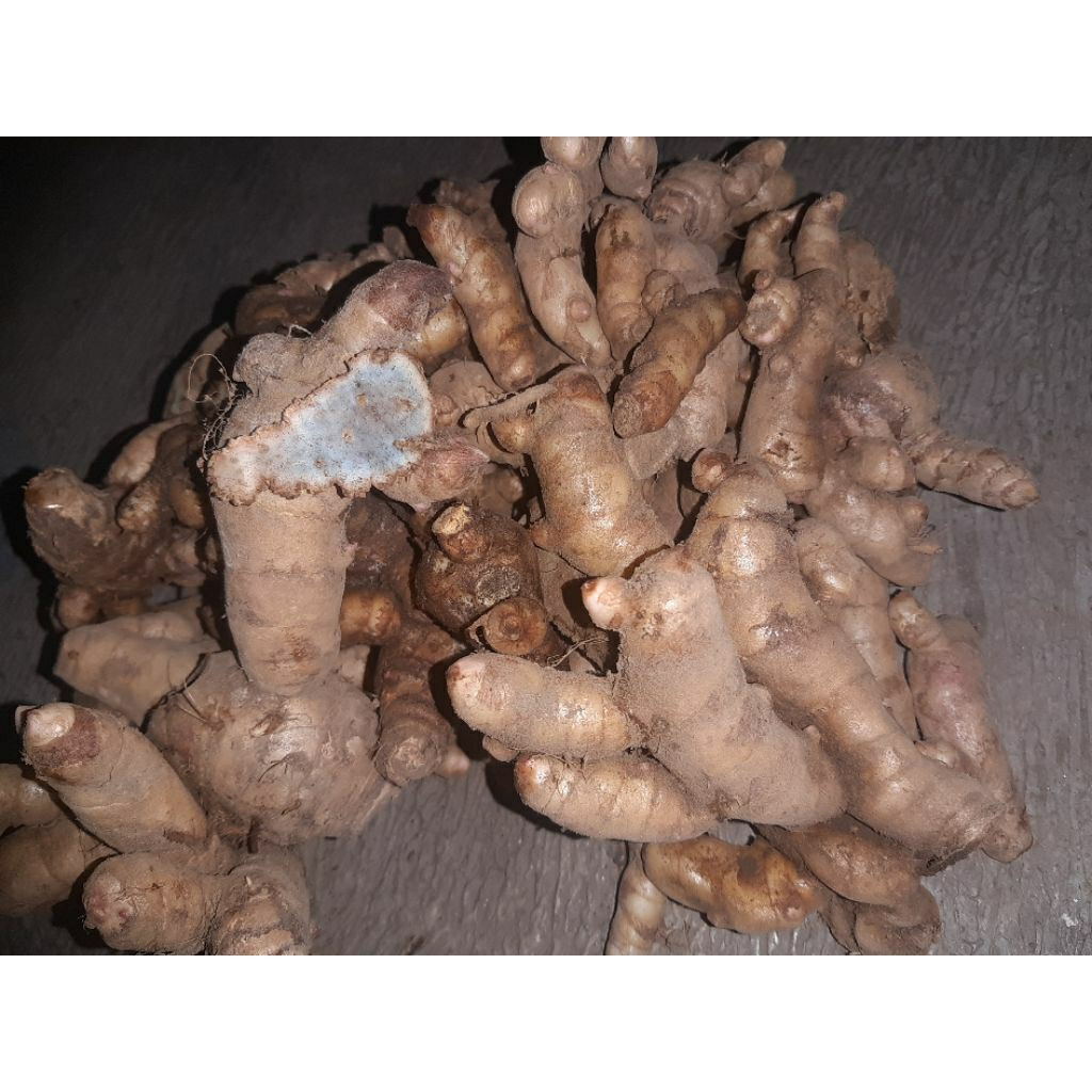 

rimpang temu lawak hitam 100.grm