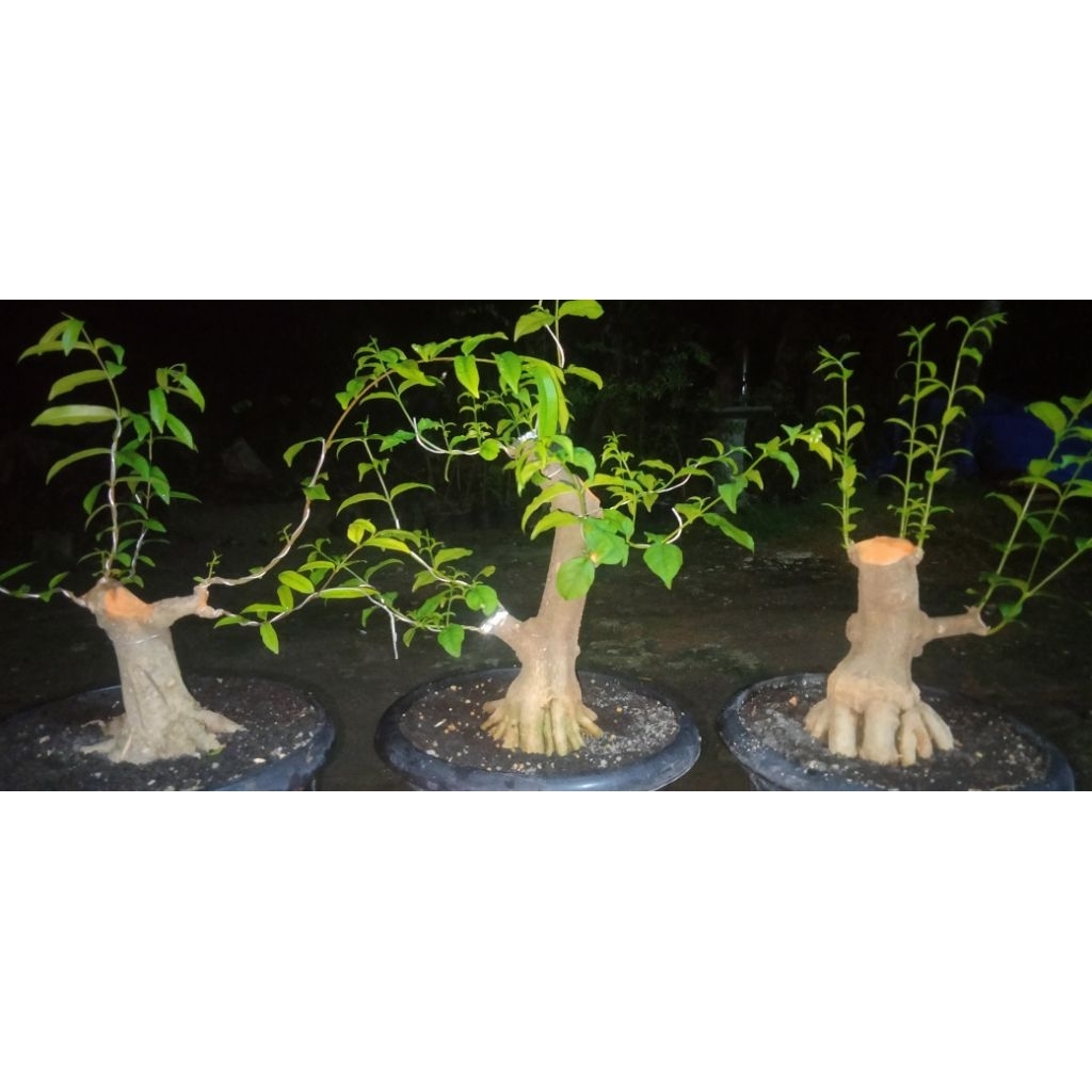 bahan bonsai anting putri program akar