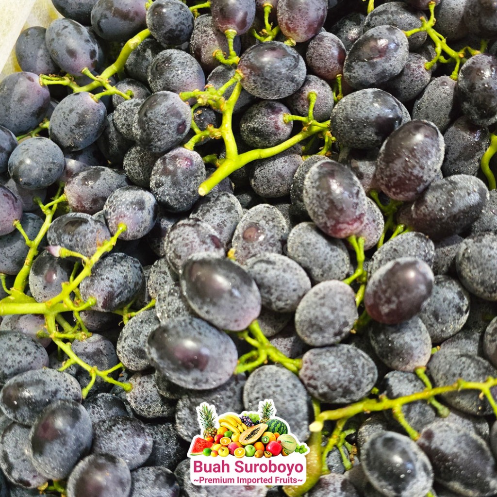 

Anggur Hitam Midnight Beauty