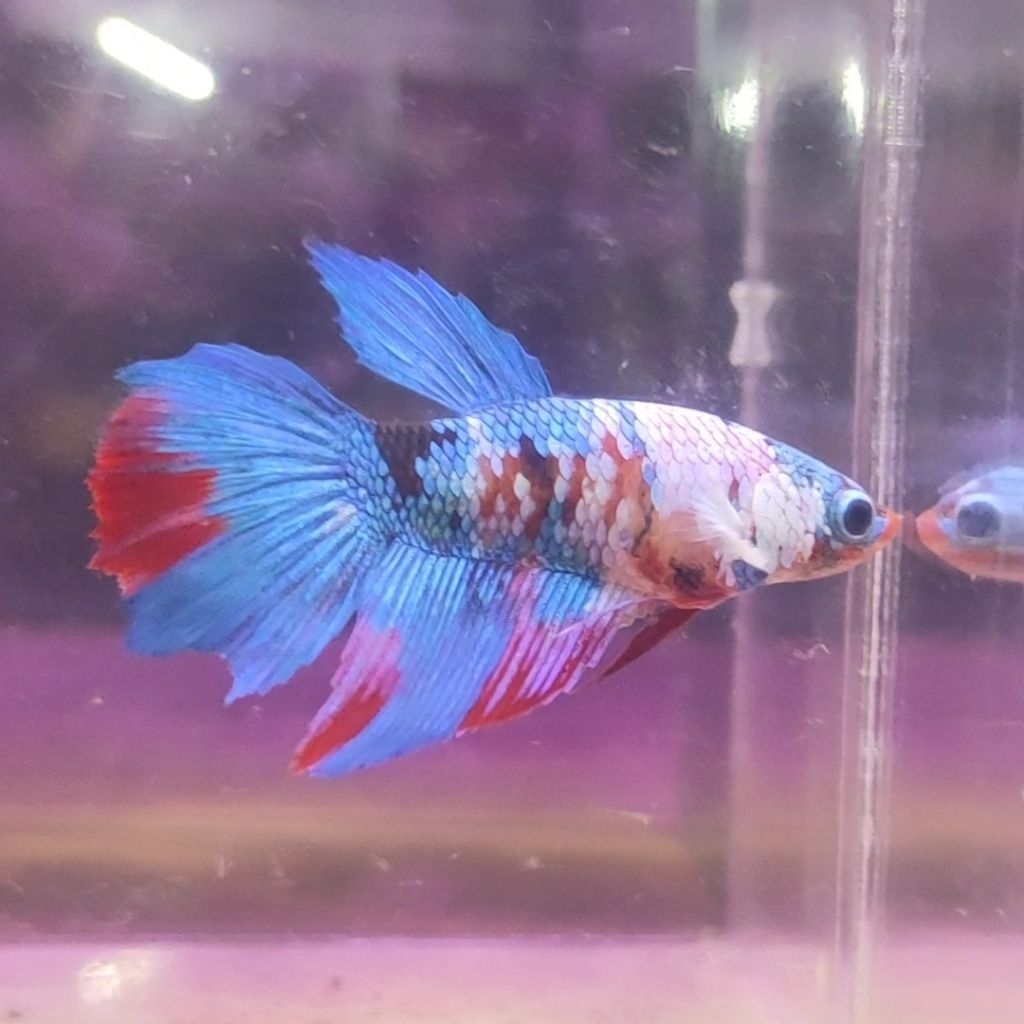 IKAN CUPANG BETINA HM MULTI COLOR (REAL PIC)