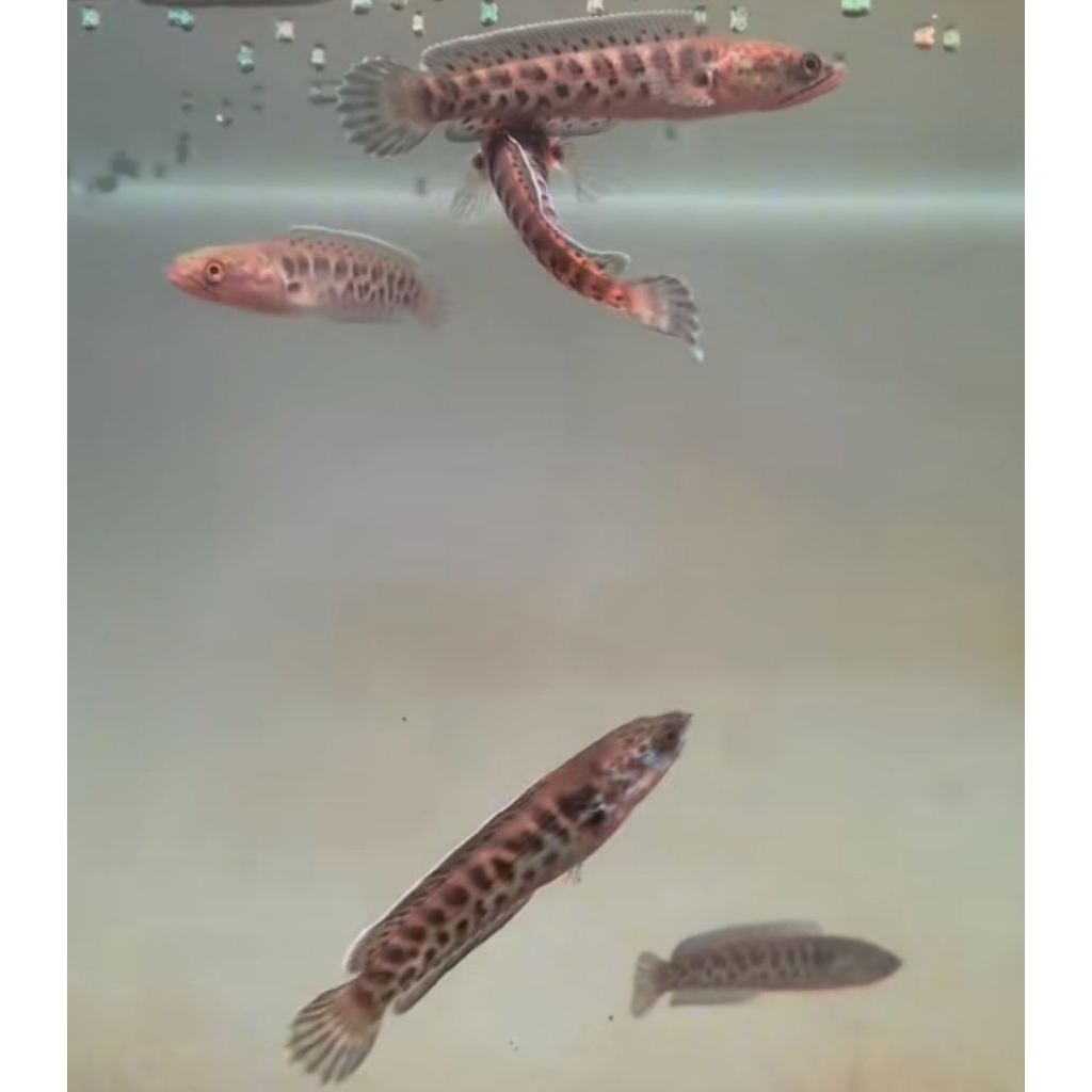 AURANTI MACULATA (singgel tank)