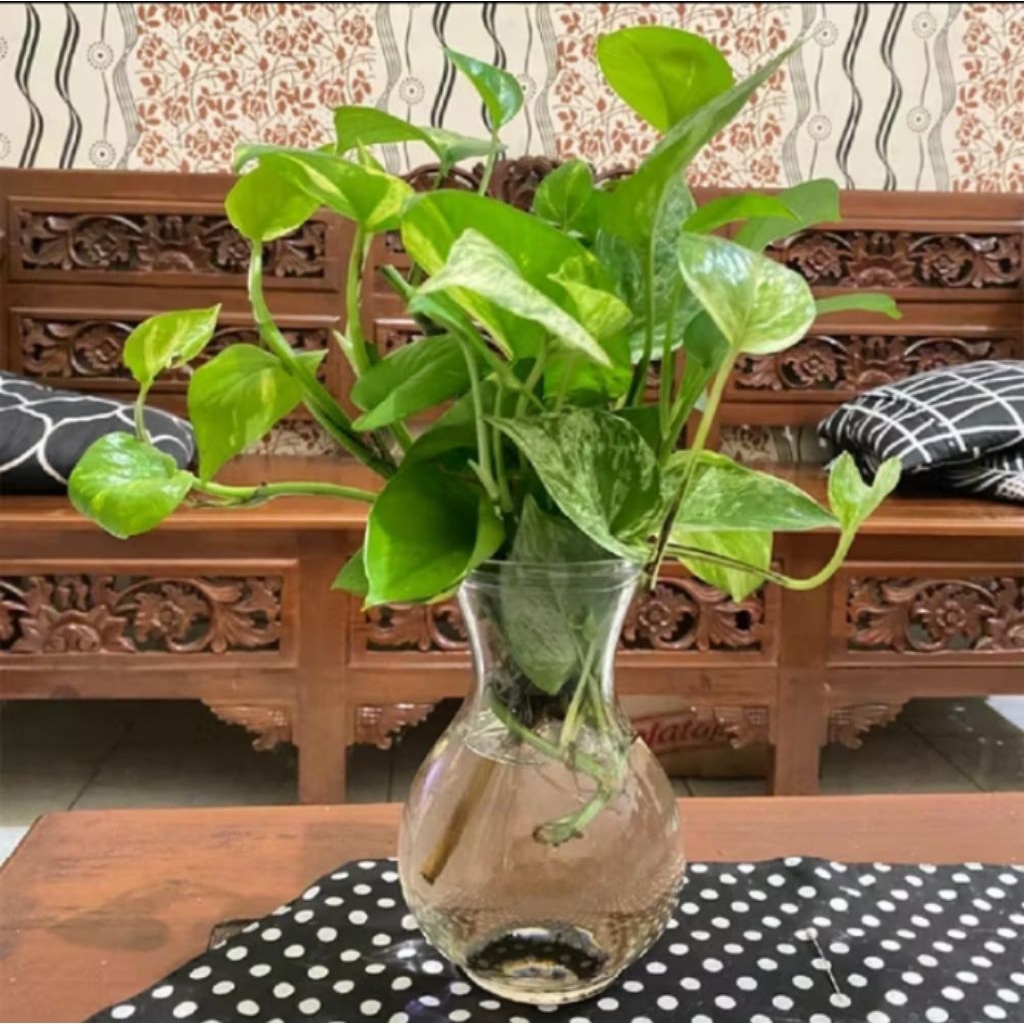 Tanaman hias sirih gading super rimbun+pot kaca