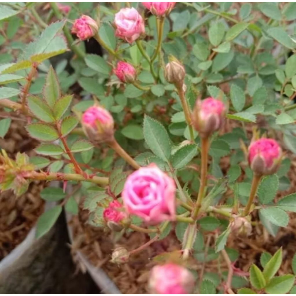 bunga mawar baby rose yg imut