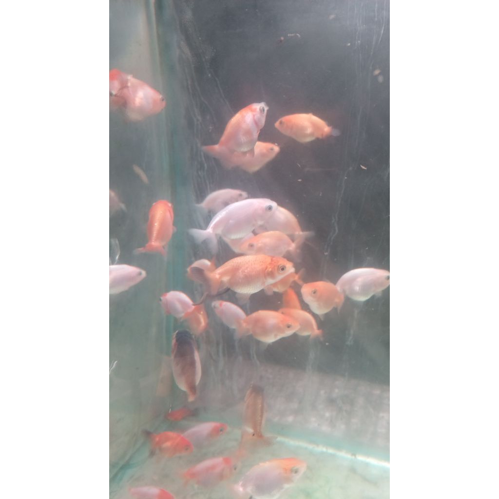 Koki Ranchu Red White