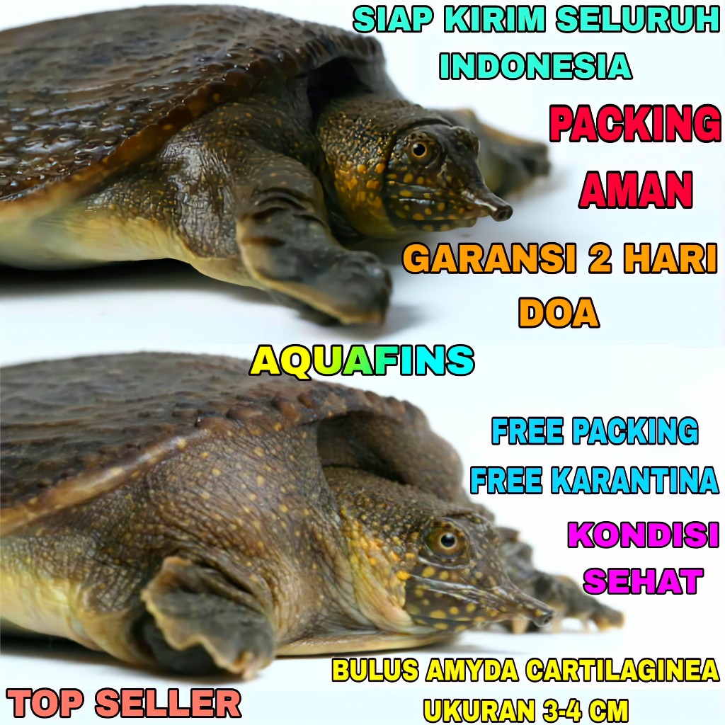 HIASAN BULUS TRIONYCHIDAE AMYDA CARTILAGINEA MINI UKURAN 3-4 CM