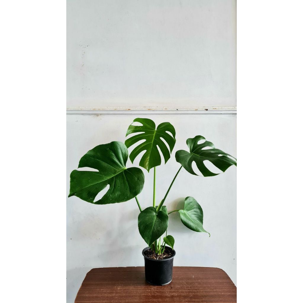 Tanaman Hias Monstera deliciosa - Anakan monstera deliciosa 2-4 daun