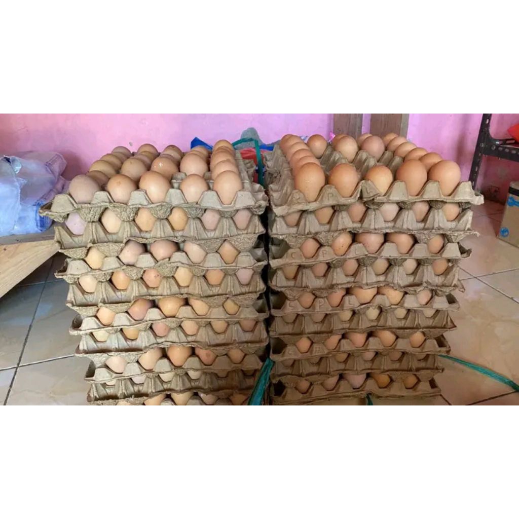 

TELOR AYAM NEGERI GRADE A isi 9 kg