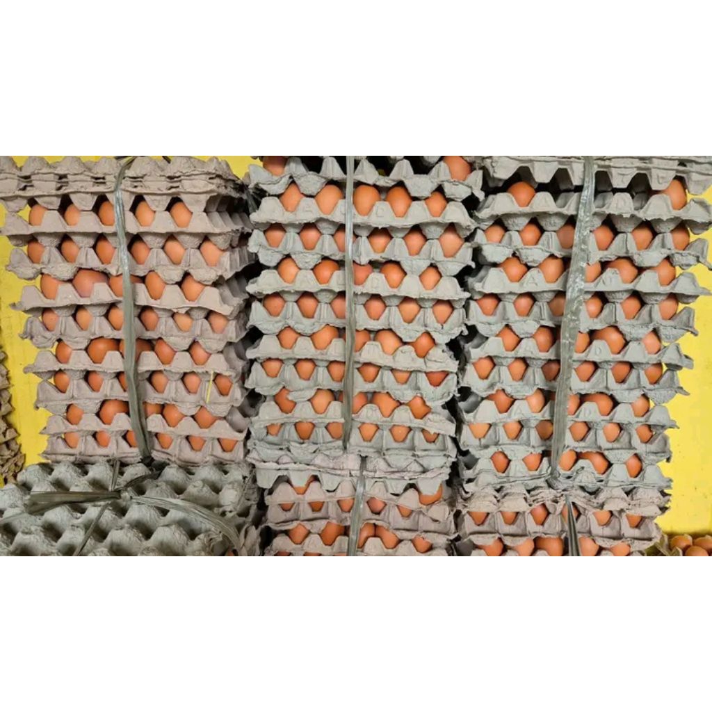 

TELOR AYAM NEGERI GRADE A isi 10 kg