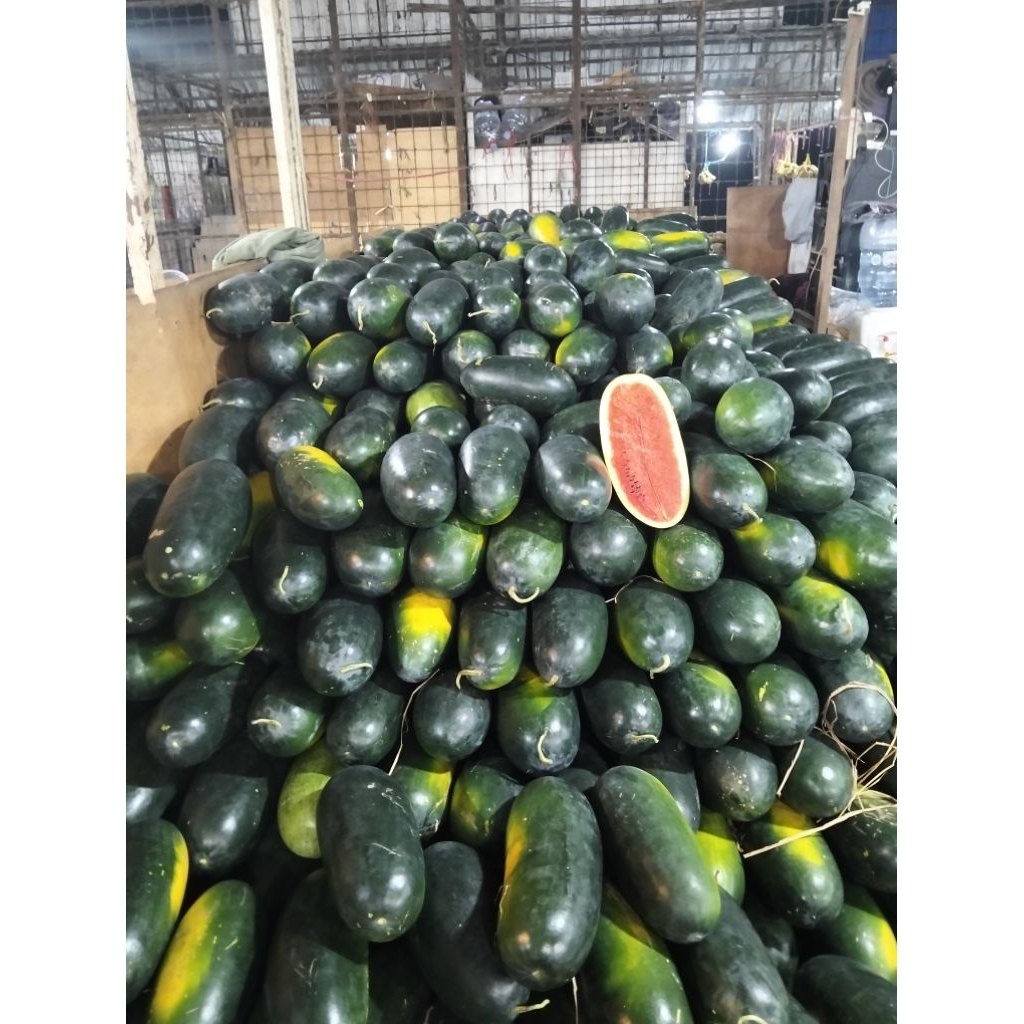 

semangka Inul redin f1