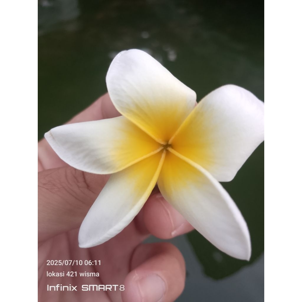 Bunga Kamboja kuning