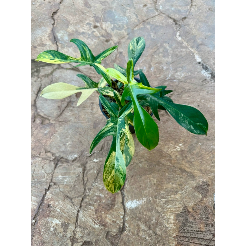 Tanaman hias philodendron flobe (florida ghost beauty) varigata