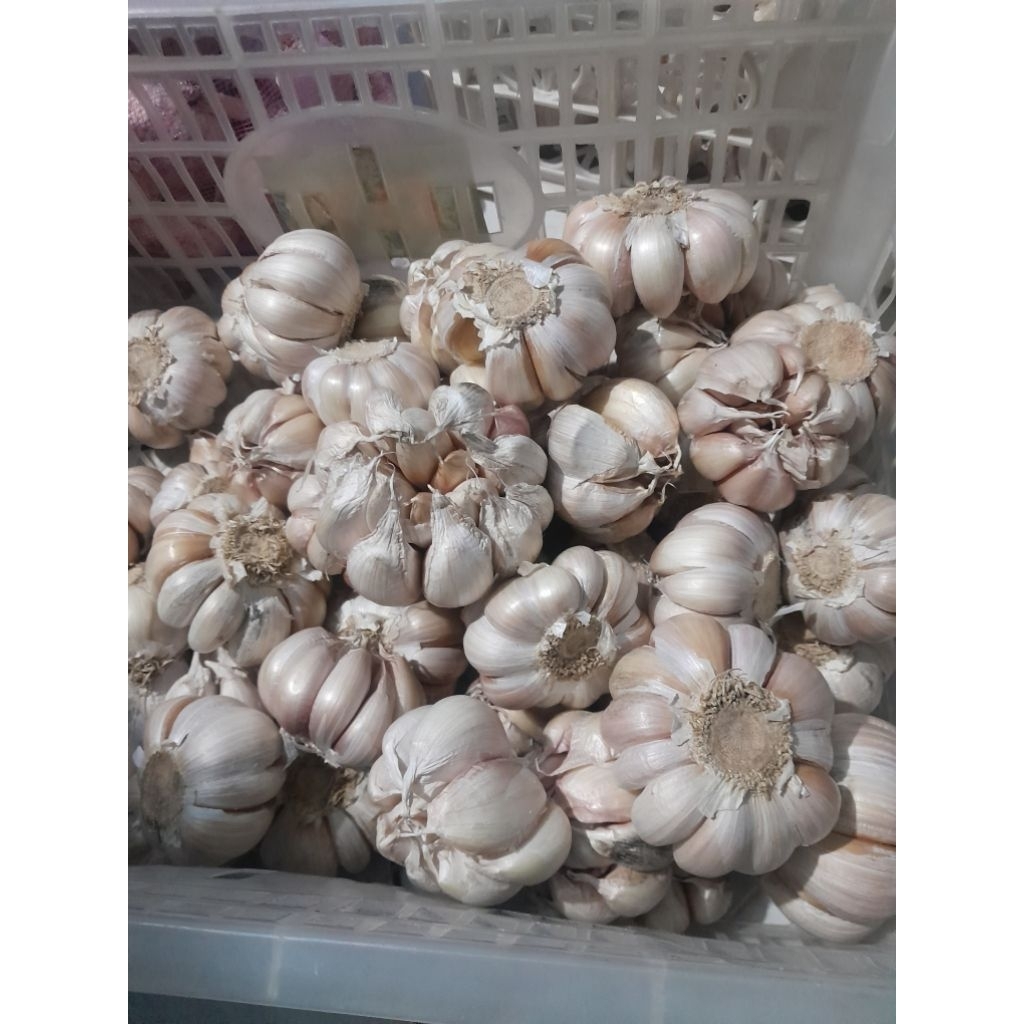 

bawang murah / bawang putih sinco bersih 1kg