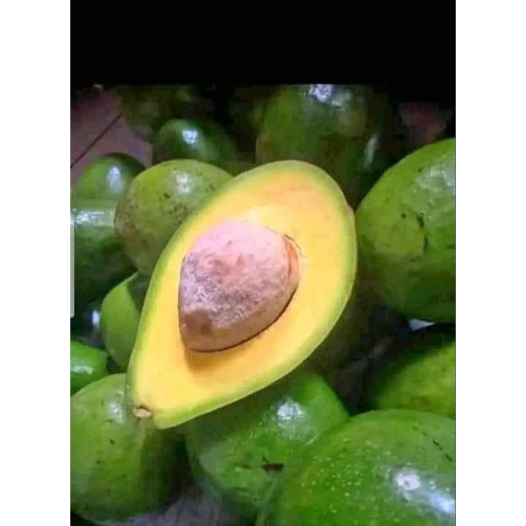 

Alpukat Mentega uk 3/4/5 bh