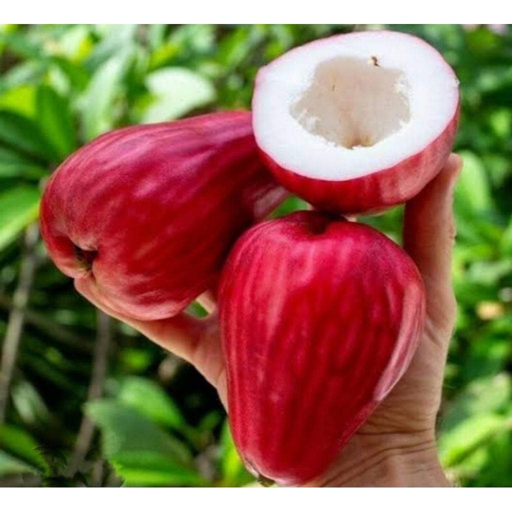 Bibit jambu Jamaika jumbo siap berbuah