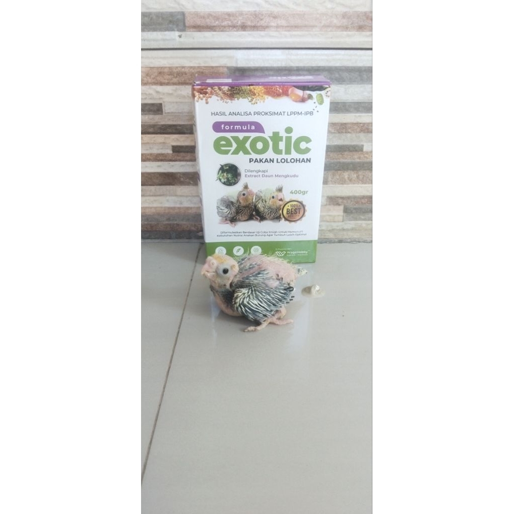 mainan lolohan burung falk