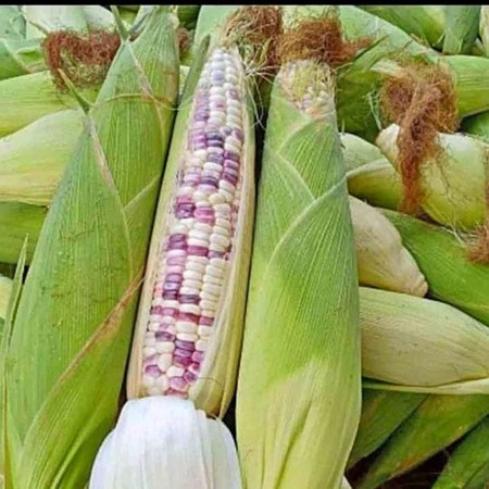 

Jagung Ketan Batik 1 KG