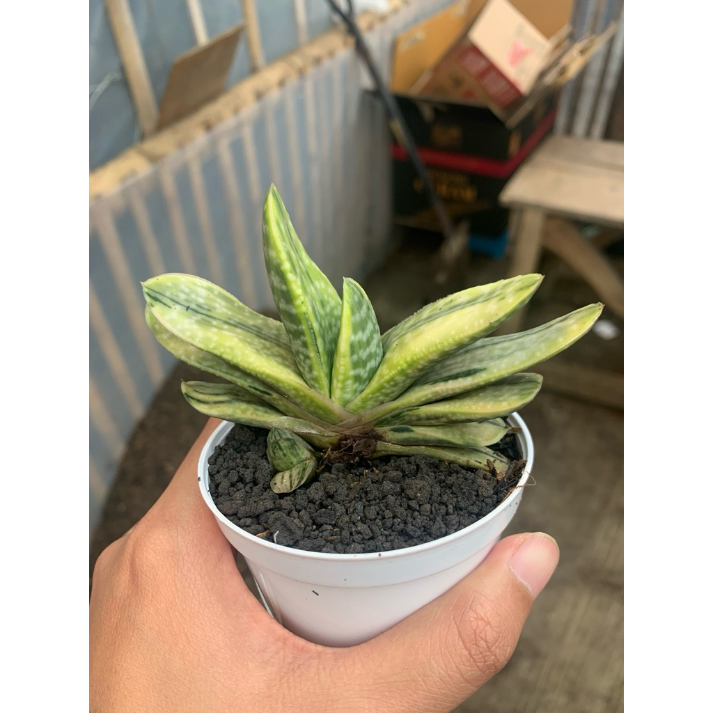gasteria bicollor