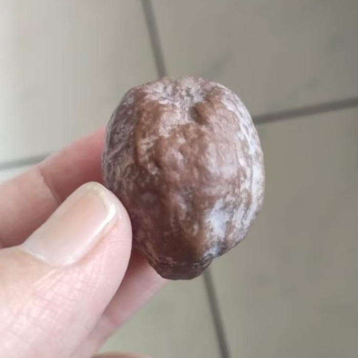 Kemiri Adu Muncang Adu Jayanti Si Poek Ori Pasangan Mewah Size Kecil