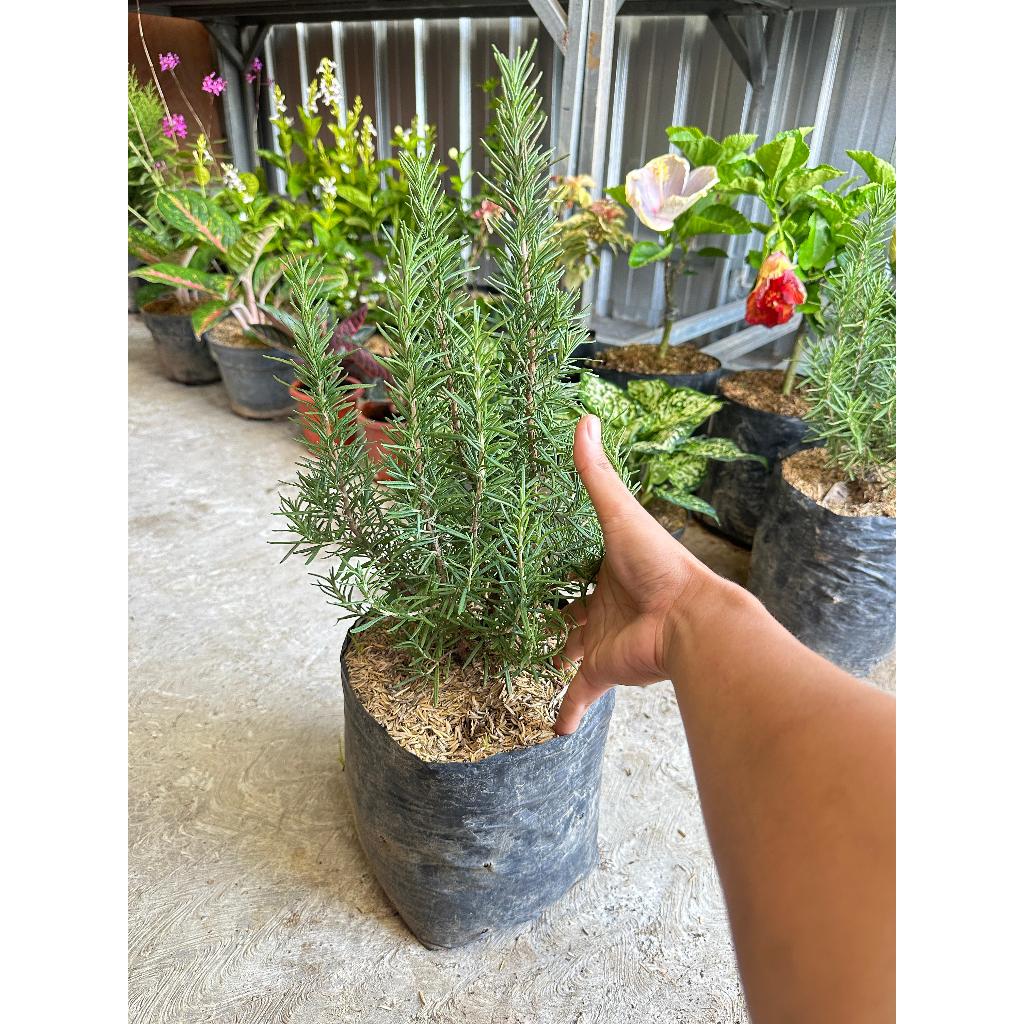 Tanaman Rosemary Ukuran Besar