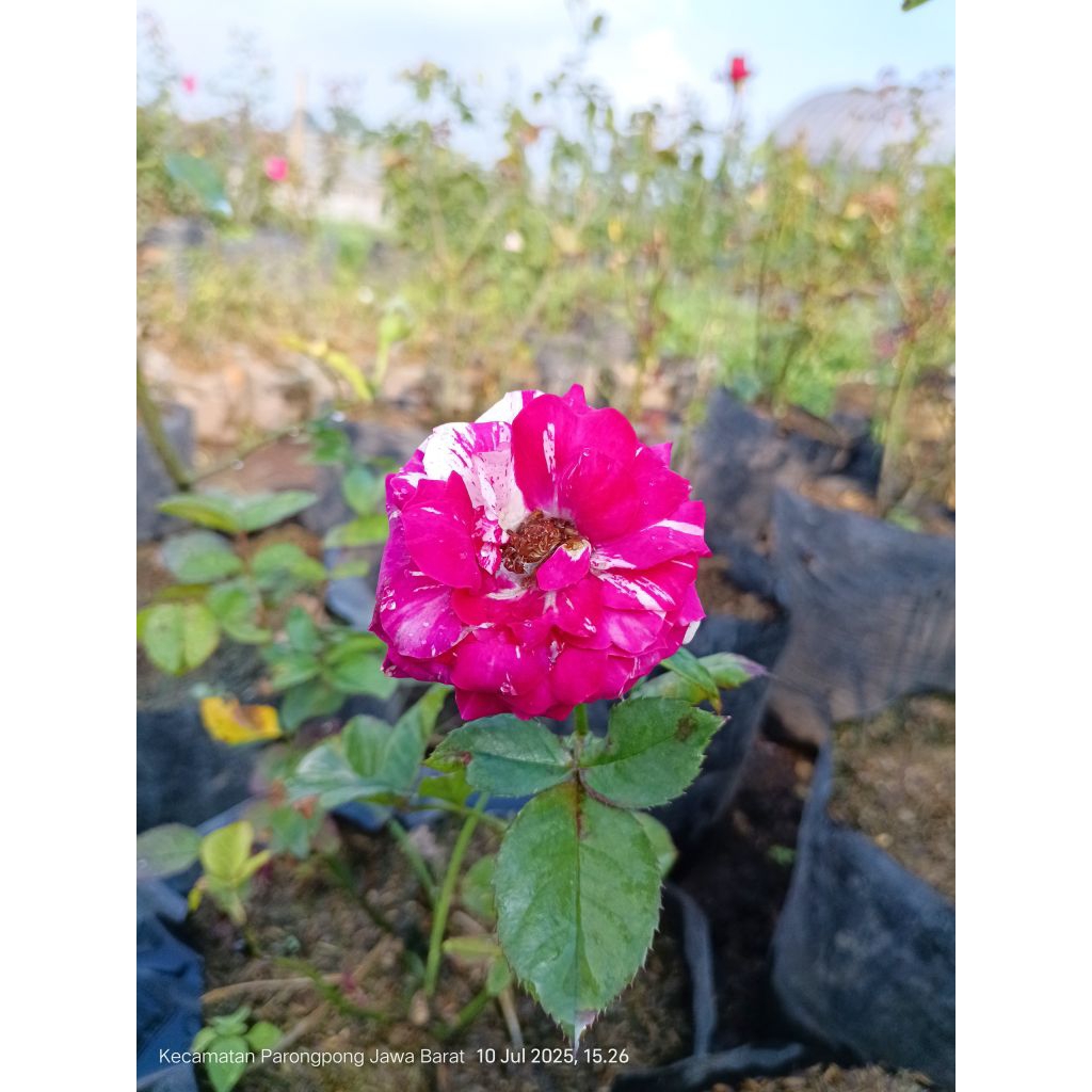 jenis bunga mawar cantik