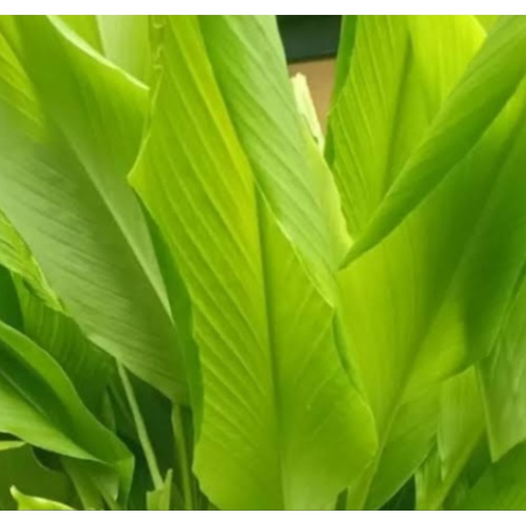 

Jual daun kunyit pres segar kuwalitas bagus 400 grm