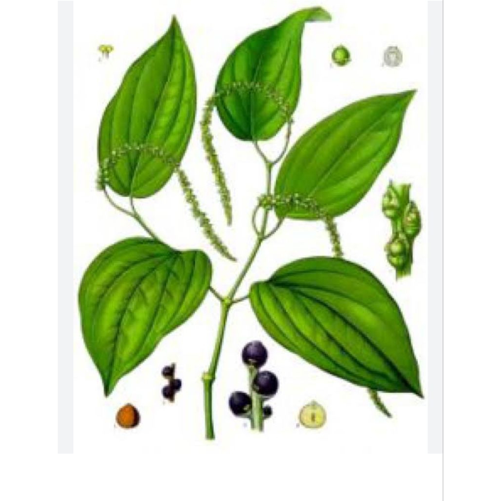 Tanaman lada bibit merica unggul bibit siap tanam