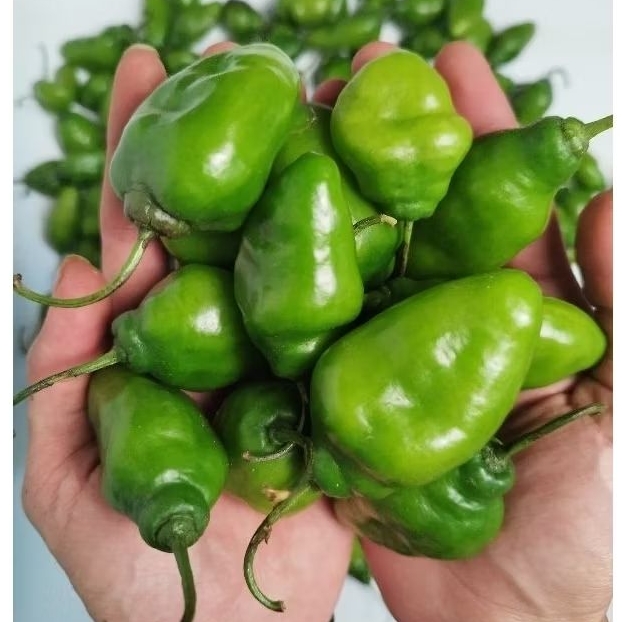 

Cabe gendot hijau 1 kg - dipetik langsung dr kebun